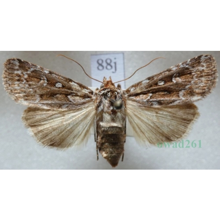 Lycophotia porphyrea (Denis & Schiffermüller, 1775) Czech88j